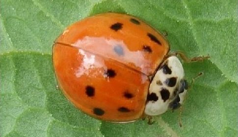 ‘Wat groeit of leeft daar in Nieuwegein’