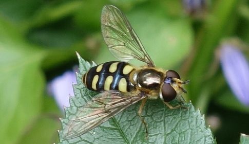 ‘Wat groeit of leeft daar in Nieuwegein’