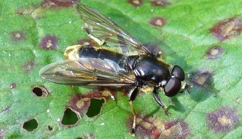 ‘Wat groeit of leeft daar in Nieuwegein’