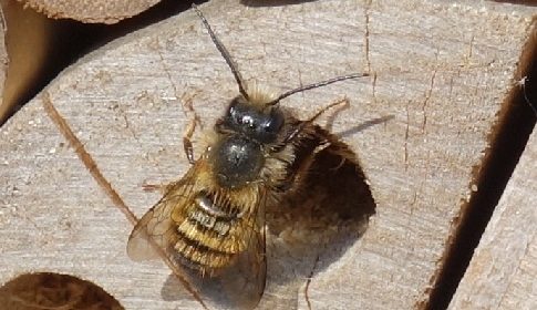 ‘Wat groeit of leeft daar in Nieuwegein’