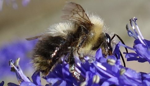 ‘Wat groeit of leeft daar in Nieuwegein’