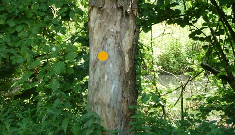 Bomen hebben last van de droogte