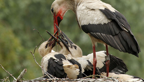 Ooievaarsjongen worden groot in Galecop