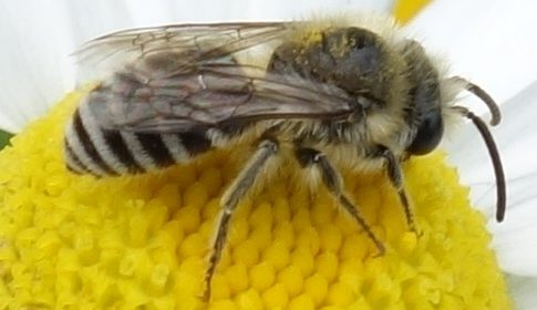 ‘Wat groeit of leeft daar in Nieuwegein’