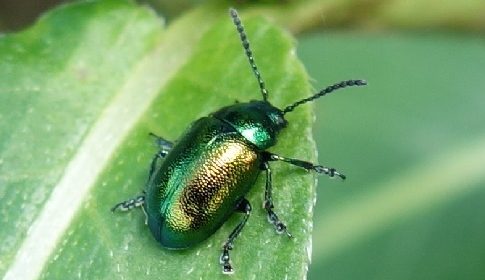 ‘Wat groeit of leeft daar in Nieuwegein’