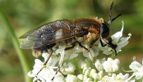 ‘Wat groeit of leeft daar in Nieuwegein’