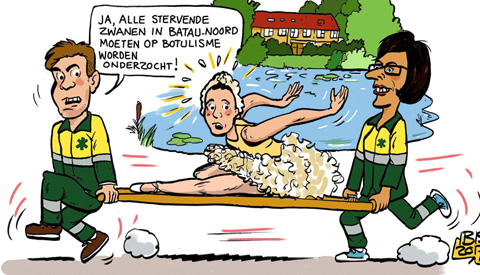 PENTekening: ‘Zwanensterfte in Batau-Noord’