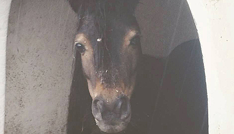 Pony en kip dood door ‘kattenkwaad’ in Dierenpark Sublime in de Galecopperzoom