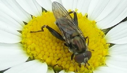 ‘Wat groeit of leeft daar in Nieuwegein’