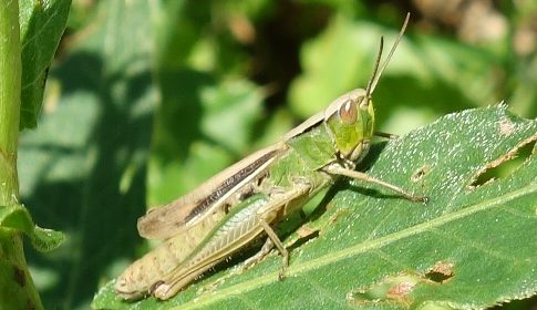 ‘Wat groeit of leeft daar in Nieuwegein’
