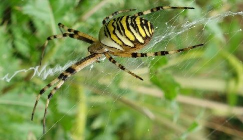 ‘Wat groeit of leeft daar in Nieuwegein’
