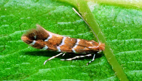 Paardenkastanjemineermot duikt op in Nieuwegein