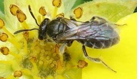 ‘Wat groeit of leeft daar in Nieuwegein’