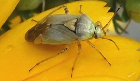 ‘Wat groeit of leeft daar in Nieuwegein’