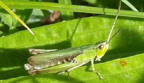 ‘Wat groeit of leeft daar in Nieuwegein’