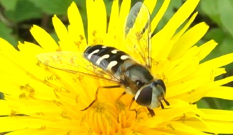 ‘Wat groeit of leeft daar in Nieuwegein’
