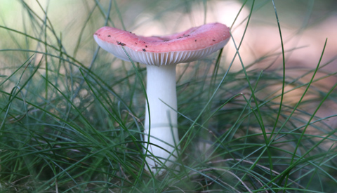 IVN-Paddenstoelenexcursie op landgoed Heidestein