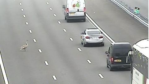 Zwaan hindert verkeer op A2 bij Nieuwegein