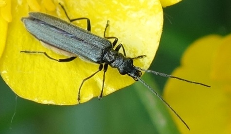 ‘Wat groeit of leeft daar in Nieuwegein’