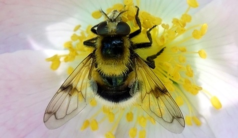 ‘Wat groeit of leeft daar in Nieuwegein’