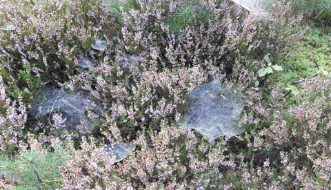 Herfst Lunch op Fort Jutphaas