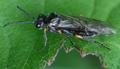 ‘Wat groeit of leeft daar in Nieuwegein’