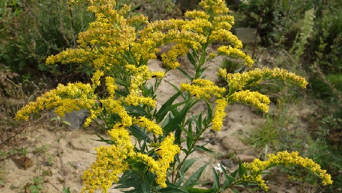 ‘Wat groeit of leeft daar in Nieuwegein’