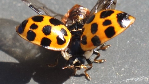 ‘Wat groeit of leeft daar in Nieuwegein’