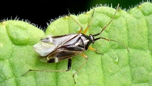 ‘Wat groeit of leeft daar in Nieuwegein’