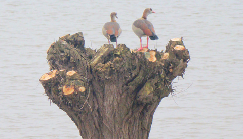 IVN-wandeling door Everdinger Waarden