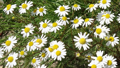 ‘Wat groeit of leeft daar in Nieuwegein’