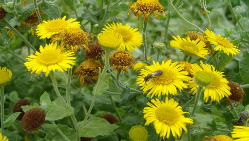 ‘Wat groeit of leeft daar in Nieuwegein’