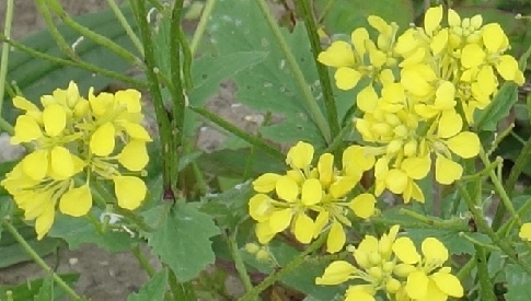 ‘Wat groeit of leeft daar in Nieuwegein’