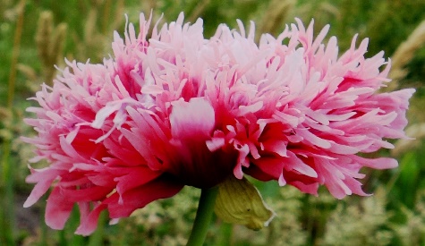 ‘Wat groeit of leeft daar in Nieuwegein’