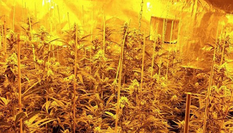 Hennepplantage ontmanteld in Vreeswijk