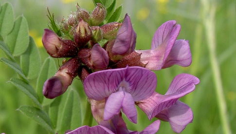 ‘Wat groeit of leeft daar in Nieuwegein’