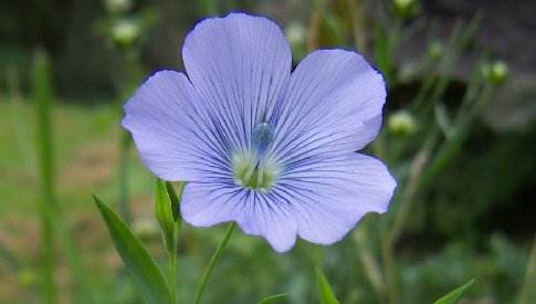 ‘Wat groeit of leeft daar in Nieuwegein’