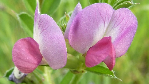 ‘Wat groeit of leeft daar in Nieuwegein’