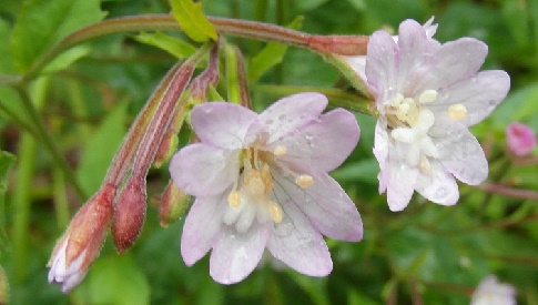 ‘Wat groeit of leeft daar in Nieuwegein’