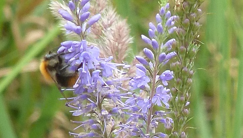 ‘Wat groeit of leeft daar in Nieuwegein’