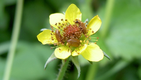 Cursus determineren van wilde planten voor beginners