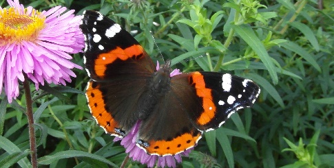 ‘Wat groeit of leeft daar in Nieuwegein’