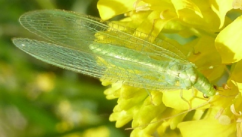 ‘Wat groeit of leeft daar in Nieuwegein’