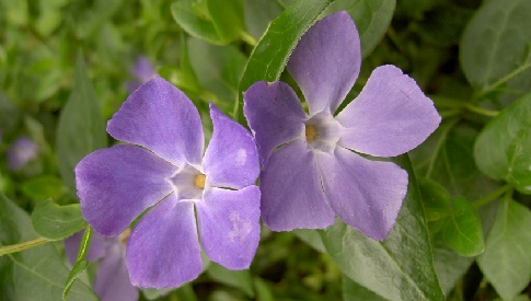 ‘Wat groeit of leeft daar in Nieuwegein’