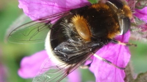 ‘Wat groeit of leeft daar in Nieuwegein’
