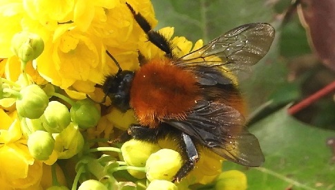 ‘Wat groeit of leeft daar in Nieuwegein’