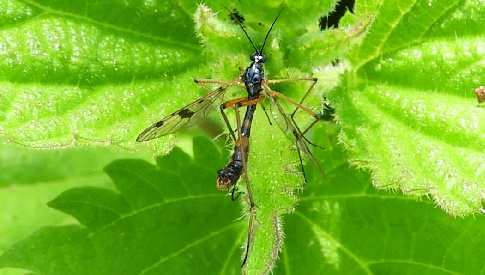 ‘Wat groeit of leeft daar in Nieuwegein’