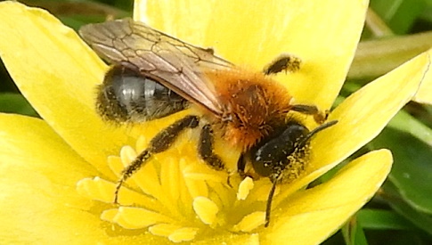 ‘Wat groeit of leeft daar in Nieuwegein’