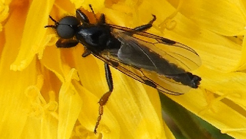 ‘Wat groeit of leeft daar in Nieuwegein’