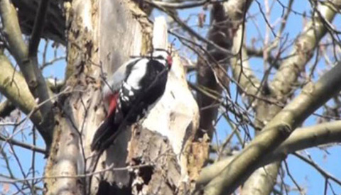 Rechter tikt Nieuwegein op de vingers voor vernielen nest grote bonte specht